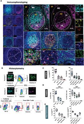 In Situ Characterization of Human Lymphoid Tissue Immune Cells by Multispectral Confocal Imaging and Quantitative Image Analysis; Implications for HIV Reservoir Characterization